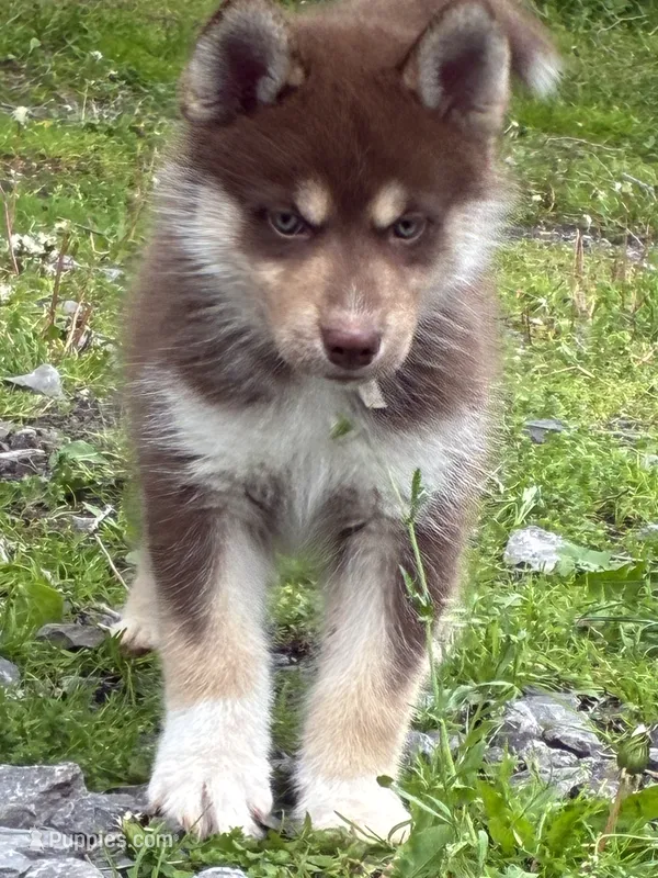 Copper – Siberian Husky puppy for sale in Brockport, NY