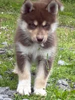 Copper, a male Siberian Husky for sale in Brockport, NY – 1 of 8