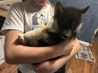Angel, a female Siberian Husky for sale in Brockport, NY – 2 of 8
