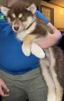 Copper, a male Siberian Husky for sale in Brockport, NY – 7 of 8