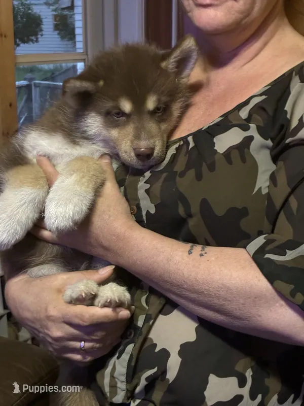 Copper – Siberian Husky puppy for sale in Brockport, NY