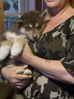 Copper, a male Siberian Husky for sale in Brockport, NY – 4 of 8