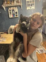 Angel, a female Siberian Husky for sale in Brockport, NY – 7 of 8