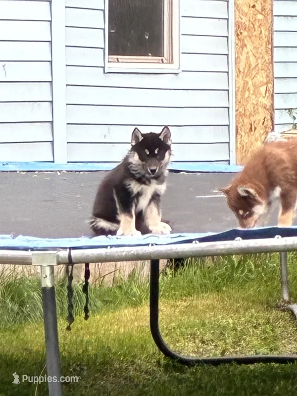 Angel – Siberian Husky puppy for sale in Brockport, NY