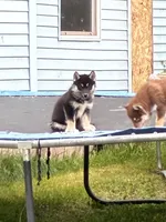 Angel, a female Siberian Husky for sale in Brockport, NY – 1 of 8