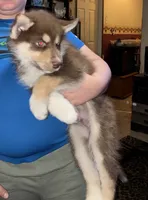 Copper, a male Siberian Husky for sale in Brockport, NY – 8 of 8