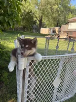 Copper, a male Siberian Husky for sale in Brockport, NY – 5 of 10
