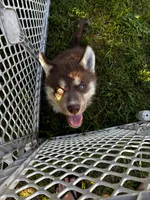 Copper, a male Siberian Husky for sale in Brockport, NY – 6 of 10