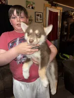 Copper, a male Siberian Husky for sale in Brockport, NY – 7 of 10