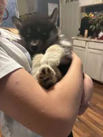 Angel, a female Siberian Husky for sale in Brockport, NY – 5 of 8