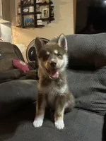 Copper, a male Siberian Husky for sale in Brockport, NY – 10 of 10