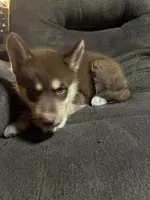 Copper, a male Siberian Husky for sale in Brockport, NY – 9 of 10