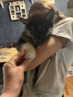 Angel, a female Siberian Husky for sale in Brockport, NY – 4 of 8