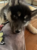 Angel, a female Siberian Husky for sale in Brockport, NY – 8 of 8
