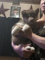 Copper, a male Siberian Husky for sale in Brockport, NY – 3 of 8
