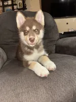 Copper, a male Siberian Husky for sale in Brockport, NY – 8 of 10