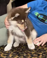 Copper, a male Siberian Husky for sale in Brockport, NY – 2 of 8