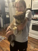 Copper, a male Siberian Husky for sale in Brockport, NY – 6 of 8