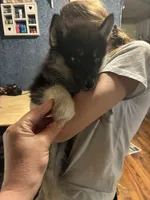 Angel, a female Siberian Husky for sale in Brockport, NY – 3 of 8