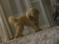 Yorkipoo, a  Yorkipoo for sale in Channahon, IL – 2 of 4