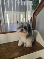Yorkipoo, a  Yorkipoo for sale in Channahon, IL – 4 of 4