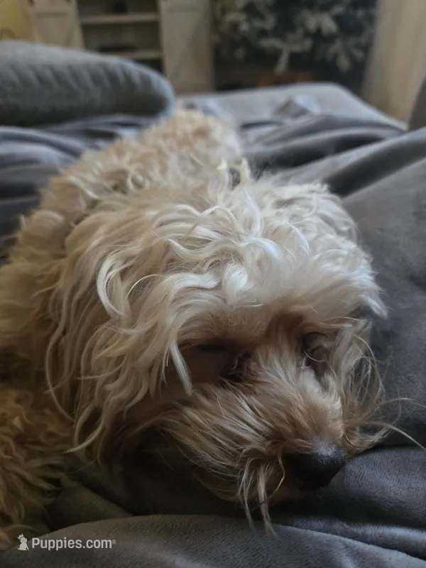 Yorkipoo – Yorkipoo puppy for sale in Channahon, IL