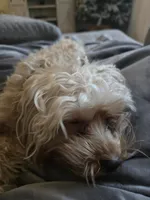 Yorkipoo, a  Yorkipoo for sale in Channahon, IL – 1 of 4