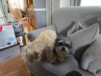 Yorkipoo, a  Yorkipoo for sale in Channahon, IL – 3 of 4