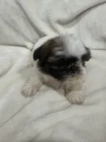 Mia, a female Shih Tzu for sale in San Diego, CA – 7 of 7