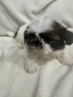 Mia, a female Shih Tzu for sale in San Diego, CA – 4 of 7