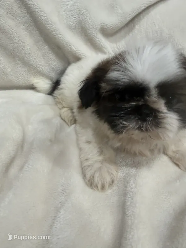 Mia – Shih Tzu puppy for sale in San Diego, CA