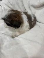 Mia, a female Shih Tzu for sale in San Diego, CA – 3 of 7