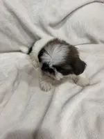 Mia, a female Shih Tzu for sale in San Diego, CA – 5 of 7