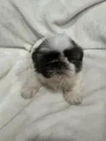 Mia, a female Shih Tzu for sale in San Diego, CA – 2 of 7