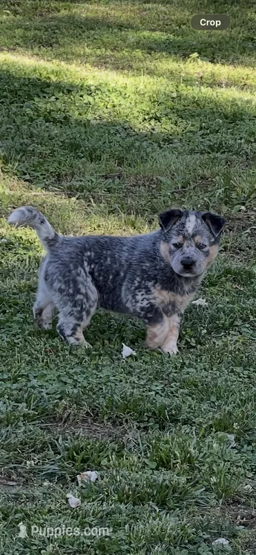 Blue  – Australian Cattle Dog puppy for sale in New Haven, MO