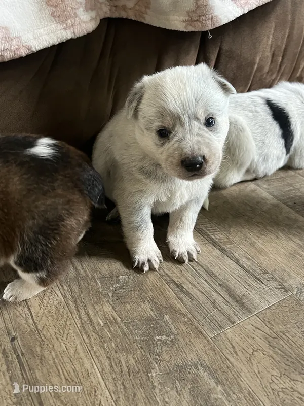 Blue  – Australian Cattle Dog puppy for sale in New Haven, MO