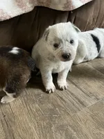 Blue , a male Australian Cattle Dog for sale in New Haven, MO – 1 of 1