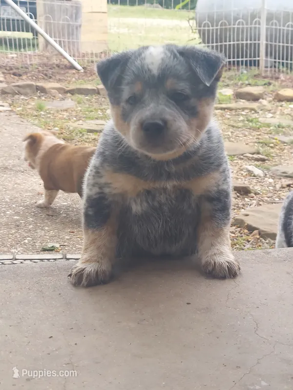 Blue  – Australian Cattle Dog puppy for sale in New Haven, MO