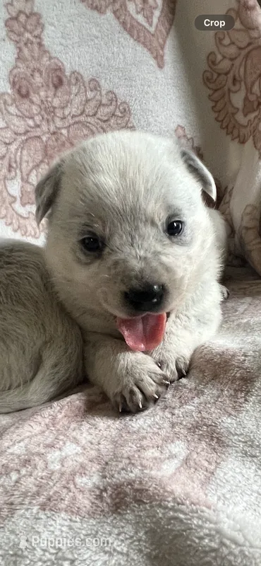 Bubs – Australian Cattle Dog puppy for sale in New Haven, MO