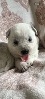 Bubs, a male Australian Cattle Dog for sale in New Haven, MO – 1 of 1