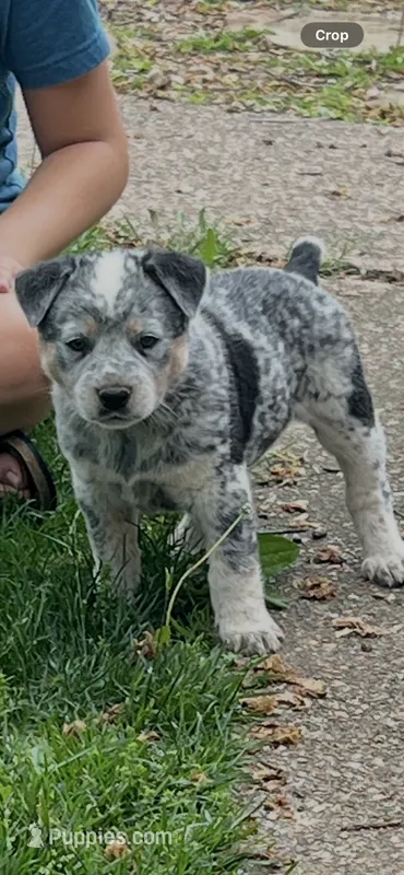 Bubs – Australian Cattle Dog puppy for sale in New Haven, MO