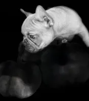 Carmel, a female French Bulldog for sale in Swanton, OH – 1 of 9