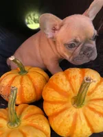 Carmel, a female French Bulldog for sale in Swanton, OH – 7 of 8
