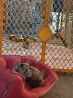 Carmel, a female French Bulldog for sale in Swanton, OH – 5 of 8