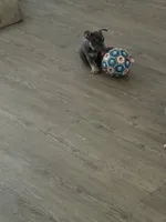 Jelly, a female French Bulldog for sale in Swanton, OH – 6 of 6