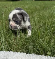 Cowie, a female French Bulldog for sale in Swanton, OH – 7 of 9