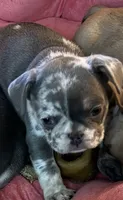 Sweet pea, a female French Bulldog for sale in Swanton, OH – 2 of 10
