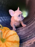 Carmel, a female French Bulldog for sale in Swanton, OH – 5 of 9