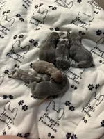 Sweet pea, a female French Bulldog for sale in Swanton, OH – 7 of 10