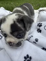 Cowie, a female French Bulldog for sale in Swanton, OH – 2 of 9